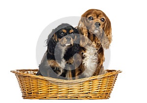 Two Cavalier King Charles Spaniel, 11 years and 6 months old