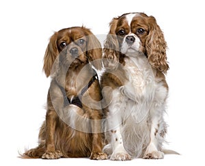 Two Cavalier King Charles Spaniels sitting