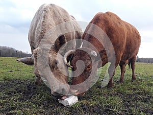 Two caws lick salt