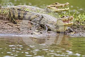 Two Caymans (Caiman crocodilus fuscus)