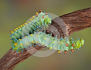 Two cecropia caterpillars