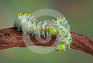 Two cecropia caterpillars on vine
