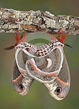 Two Cecropias mating