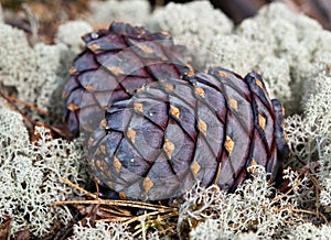 Two cedar cones lie among the lichen.