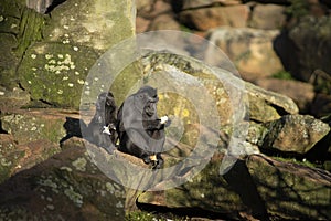 Two Celebes black crested macaque sitting on a rock in the sun eating