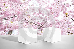 Two cement cubic podiums and blooming pink sakura. Mockup for the demonstration of cosmetic products