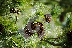 Two in the center cone on spruce branches