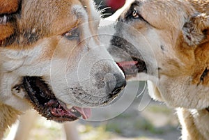 Two Central Asian Shepherd Dogs Alabai portrait close-up