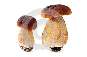 Two cepe bun mushrooms on white isolated background photo