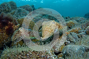 Two cephalopods are mating under the sea