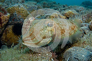 Two cephalopods are mating under the sea