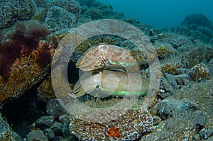 Two cephalopods are mating under the sea