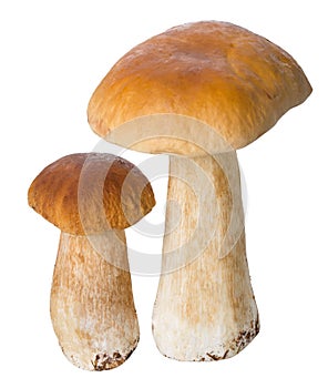 Two ceps