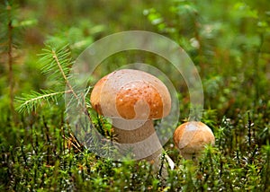 Two ceps