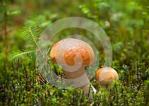 Two ceps photo