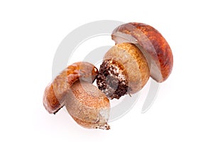 Two Ceps Isolated On White