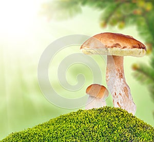 Two ceps in moss on light background