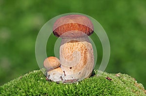 Two ceps on a moss
