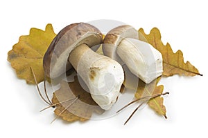 Two ceps mushrooms on autumn oak leaves