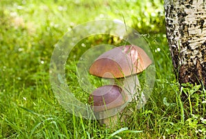 Two ceps in wood
