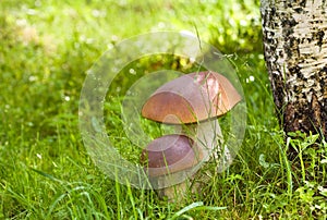 Two ceps in wood photo
