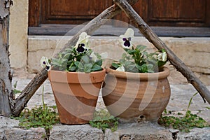 Two ceramic potted vases with Pansies: Viola  in purple and white