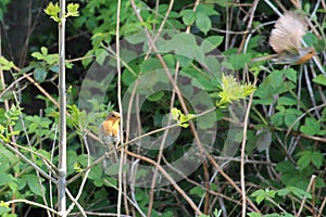 Two Chaffinch Birds