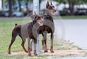 Two chained doberman dogs in the park