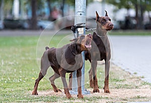 Two chained doberman dogs in the park