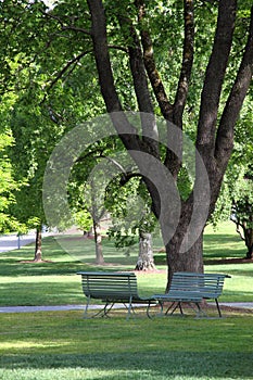 Two chairs under tree in park