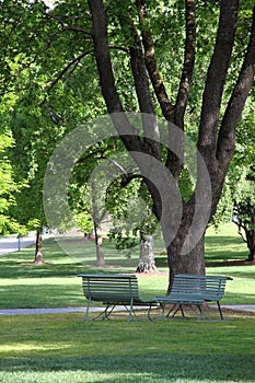 Two chairs under tree in park