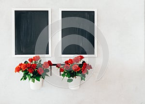Two chalkboards and two mini roses pots on the concrete grunge wall.