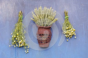 Two chamomile medical flower bunch and wheats on wooden wall