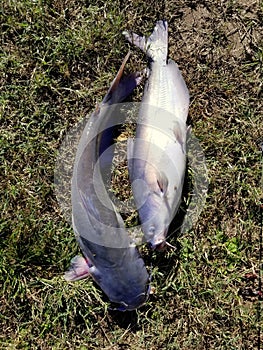 Two channel catfish on top of the ground