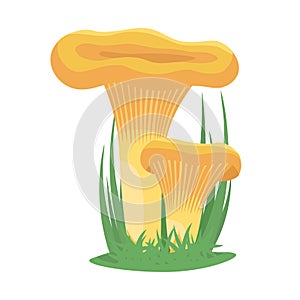 Two chanterelle mushrooms grow on a grass