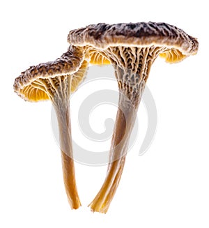 Two Chanterelle mushrooms isolated on a white background