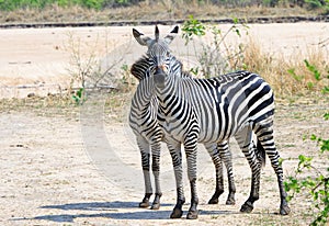 Two Chapman Zebra standing back to back on the African Plains in South Luangwa National Park, Zambia