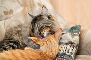 Two Charming Gentle Cats Hugging