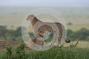 Two Cheatahs Resting on a termite Mount at Masai Mara