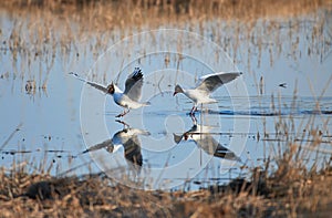 Two cheerful black headed gulls performing mating rituals