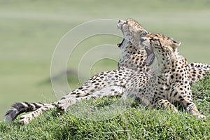 Two Cheetah Acinonix jubatus lying down on hill