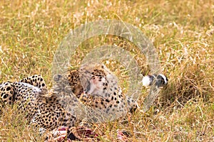 Two cheetah brothers congratulate each other on prey. Masai Mara, Kenya