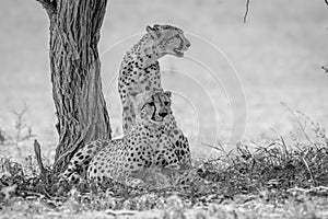 Two Cheetah brothers under a tree.