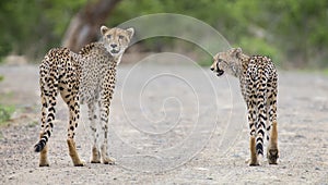 Two cheetah brothers walk in a road looking for prey