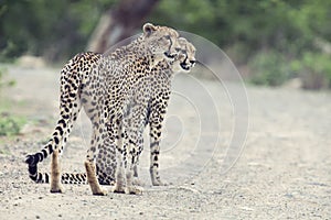 Two cheetah brothers walk in a road looking for prey