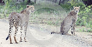 Two cheetah brothers walk in a road looking for prey