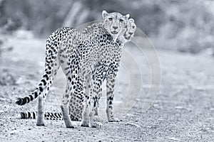 Two cheetah brothers walk in a road looking for prey