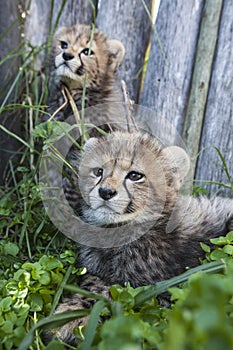 Two Cheetah Cubs