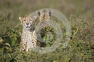 Two Cheetah cubs (Acinonyx jubatus) in Tanzania photo