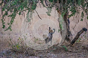 Two cheetah cubs beneath tree in savannah